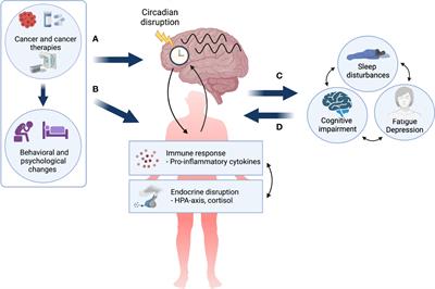 Frontiers | Circadian disruption and cancer- and treatment-related